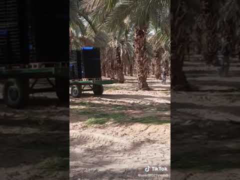 الفيديو الثاني لعمال الجفتلك في قطاع النخيل والتمور في الاغوار الفلسطينية