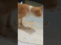 baby cat and Mom dad #cat #shortvideo #viralvideo #pets #funny