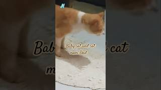baby cat and Mom dad #cat #shortvideo #viralvideo #pets #funny