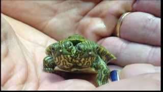 Two-Headed Turtle Goes On Exhibit At The San Antonio Zoo