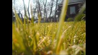 A World of Green: Sunday