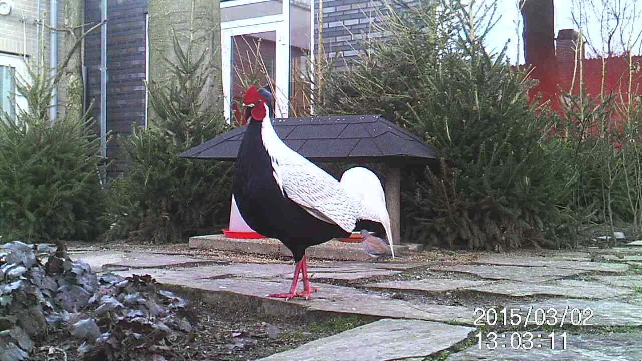 Silver pheasant (Lophura nycthemera) at Groenhorst Barneveld 