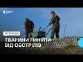 «Раши*ти винні, що наші червонокнижні тварини гинули»: наслідки екоциду в нацпарку на Одещині