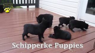 Schipperke Puppies