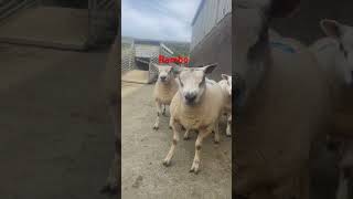 Dangerous Job Farming Sheep #Youtubeshorts #Viralvideo #Sheep #Rams #Strong @Mrbeast