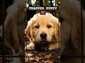 Golden Retriever Puppy Trapped by Poacher #dog #goldenretriever #shorts