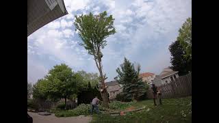 Back yard maple tree removal! - 08/07/2021