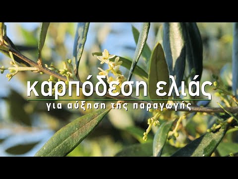 Βίντεο: Πολλαπλασιασμός Mandevilla: Πώς να πολλαπλασιάσετε Mandevilla από σπόρους ή μοσχεύματα