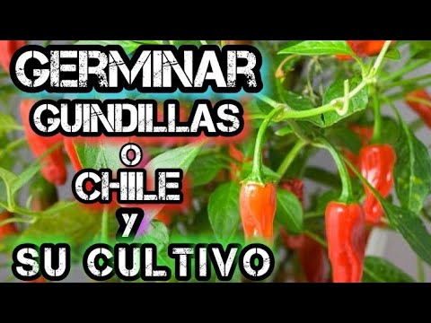 Video: Cuidado de los pimientos de cayena: cómo cultivar plantas de pimiento de cayena