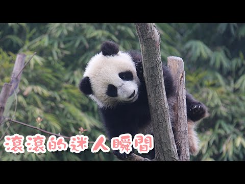 《超萌滾滾秀》204期 滾滾們那些迷人的瞬間 | iPanda熊貓頻道