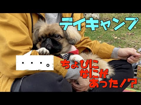 ペキニーズをデイキャンプに連れていったら…まさかの事態になった【モフモフ記録】