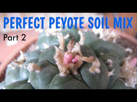 How to Sterilize Pumice & Sand for Cactus Seed Starting (Peyote soil mix) 