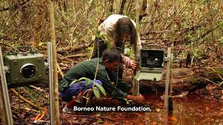 Saving a Stronghold for the Critically Endangered Bornean Orangutan