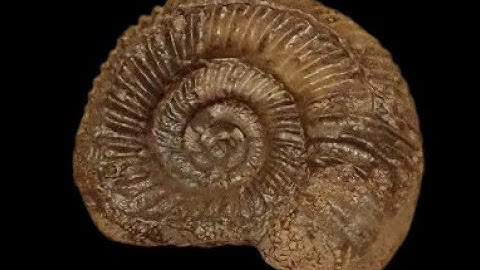 Ammonite sandblasting with iron powder