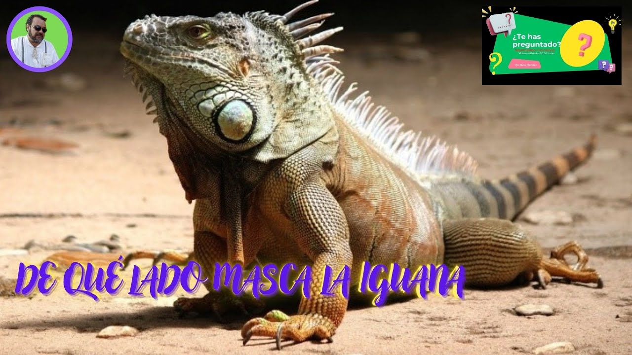 ¿Te has preguntado qué quiere decir la expresión De qué lado masca la