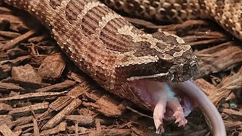 Massasauga Rattlesnake Live Feeding Documentary  Up Close Swallowing!