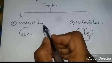 Algae: thallus structure