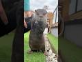 ホース愛が強すぎるカワウソコタロー　Otter is Obsessed with Hose #Shorts