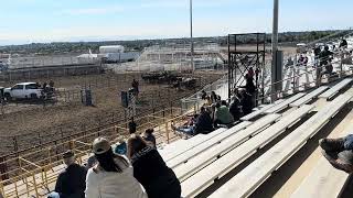 Sam and Ducky, Mallory and Rowdy Cow Sorting (WAHSET state meet May 2026) 