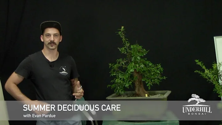 Summer Deciduous Tree Care - DayDayNews