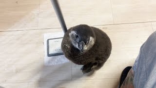ママのお掃除の邪魔をするペンギンの赤ちゃん