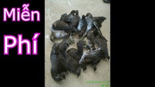 Download Lagu Tiếng Trích Ré Hủy Diệt File Trích Ré Miễn Phí Bản F2 • Rừng Già Ký Sự MP3 Download Lagu Tiếng Trích Ré Hủy Diệt File Trích Ré Miễn Phí Bản F2 • Rừng Già Ký Sự MP3