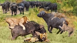 Lion vs Buffalo Battle is not never | Wild Animals Fight Lion Hunting Buffalo Survival Battle by SKY Animal 112,775 views 5 years ago 10 minutes, 3 seconds