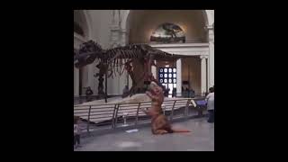 random reddit video 3 #memes #reddit #funny #dinosaur