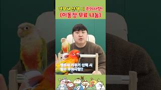 앵무새 산책 시 주의사항! (이동장 무료 나눔) #shorts  #앵무새키우기 #반려동물 #리프승수 #앵무새분양 #앵무새 #앵무새훈련 #앵무새산책 #앵무새이동장 #무료나눔 #동물