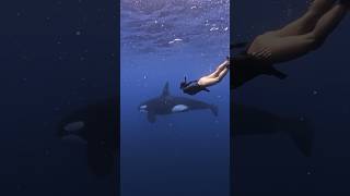 ENCOUNTERING AN ORCA IN THE WILD!!! TOP MOMENT OF MY LIFE 🥹💫🙏🏽 #shorts #orca #travel