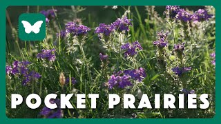 Full Planting Pocket Prairies News