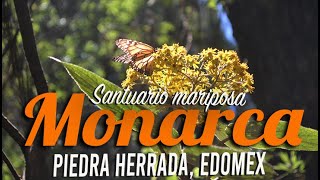 Santuario de la Mariposa Monarca Piedra Herrada, Estado de México
