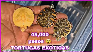 Estas Torrugas Cuestan 45,000 🤑😵  Aquí las venden. ANIMALIA 2023