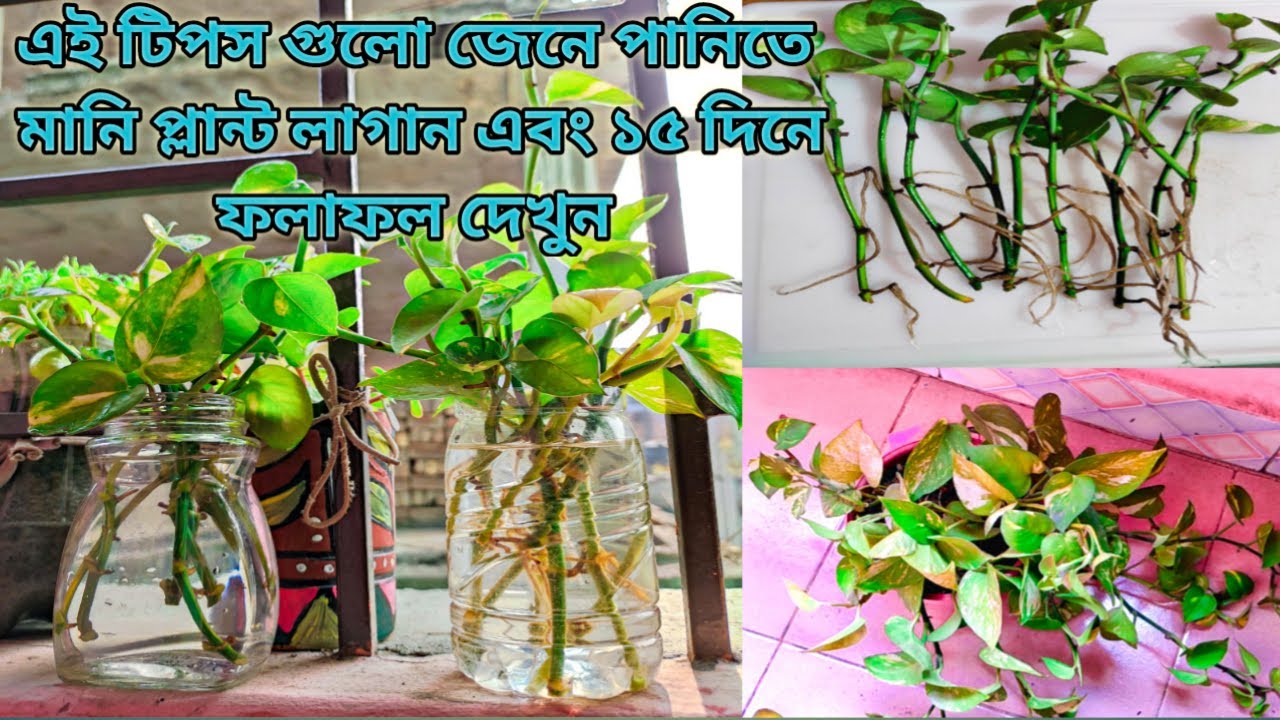 মানি প্লান্ট পানিতে লাগানোর নিয়ম Money Plant Growth Hacks Money