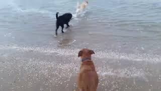 Een Buiige Middagwandeling