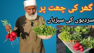Kitchen Gardening Home | Vegetable Gardening | How to Grow Vegetables | Rooftop Gardening