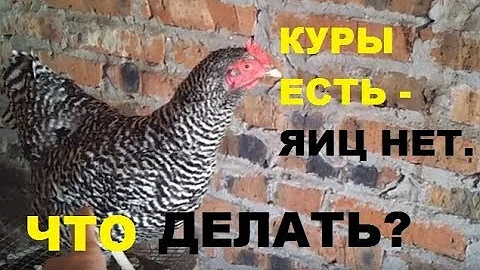 Куры не несутся - что делать? 5 простых способа получить яйца.
