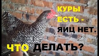 Куры не несутся - что делать? 5 простых способа получить яйца.