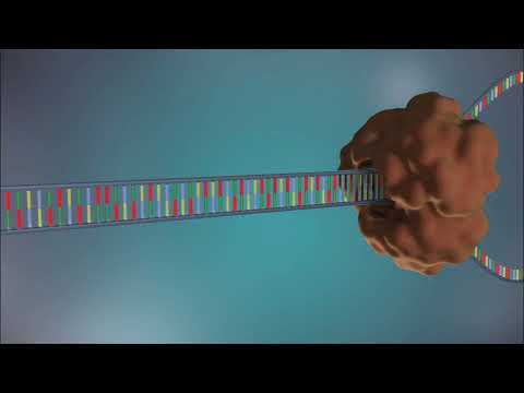 Video: Chức năng của enzim topoisomerase trong quá trình nhân đôi ADN là gì?