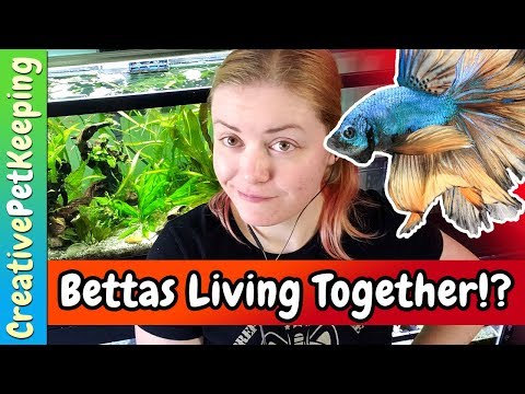 Can you keep MALE and FEMALE betta fish together?