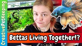 Can you keep MALE and FEMALE betta fish together?