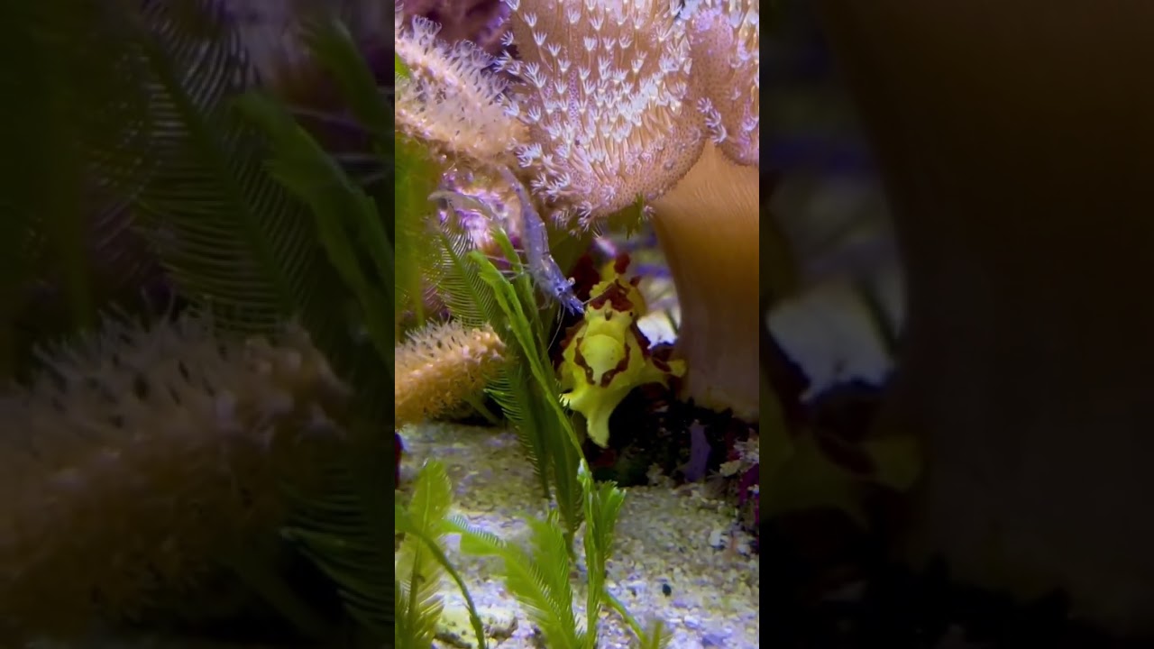 Frogfish vs Shrimp: Snack ATTACK!