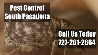 Pest Control  South Pasadena FL - Residential Termite Control & Bed Bug Control 24 Hr Exterminators