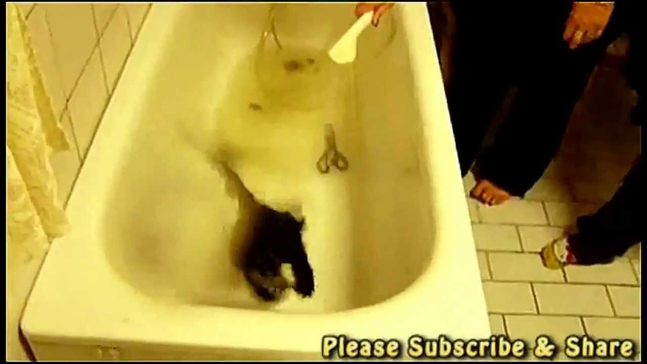 Katzen Die Ins Wasser Fallen Youtube