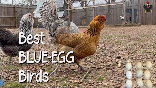 Meet our Easter eggers. Prettiest girls with the prettiest eggs #eastereggers #backyardchickens