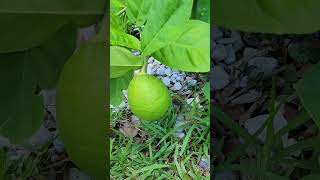 Big Fat lemons in Nana's garden. #lemontree #gardening #summergardening #kids  #greatgranma'sgarden