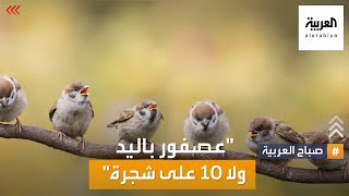 صباح العربية | ما قصة المثل 