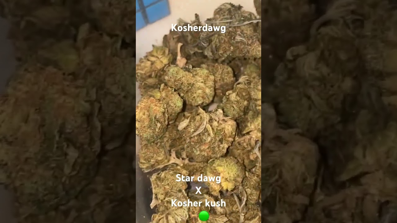 Kosher dawg-  overall 8/10 can often be harsher than kosher kush or star dawg alone. Very strong!