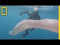Mysterious Sea 'Worm' Spotted Near New Zealand | National Geographic