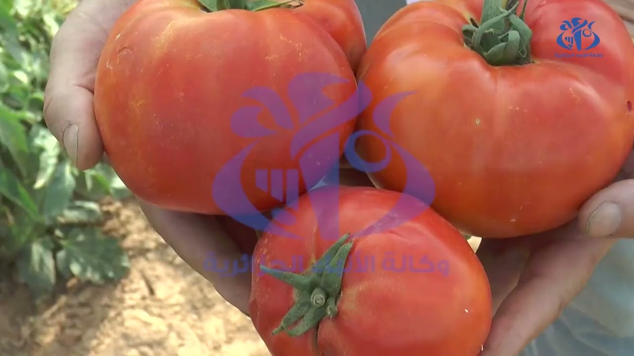 نتائج جد مشجعة في زراعة الطماطم بكل اصنافها في برج بوعريريج